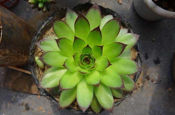 植物观音莲怎么养才能开花