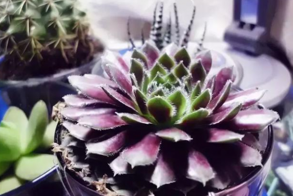 植物观音莲怎么养才能开花