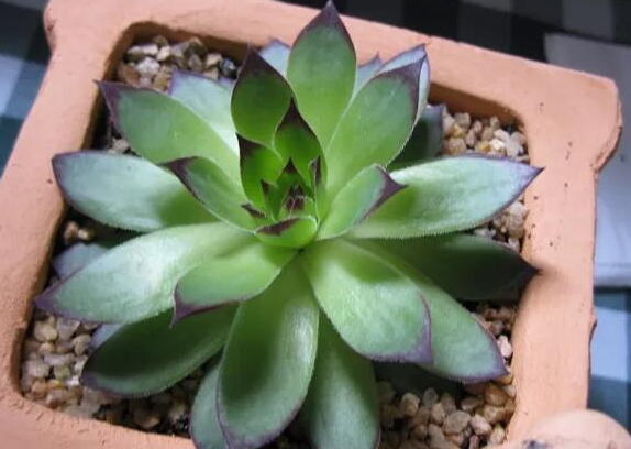 植物观音莲怎么养才能开花