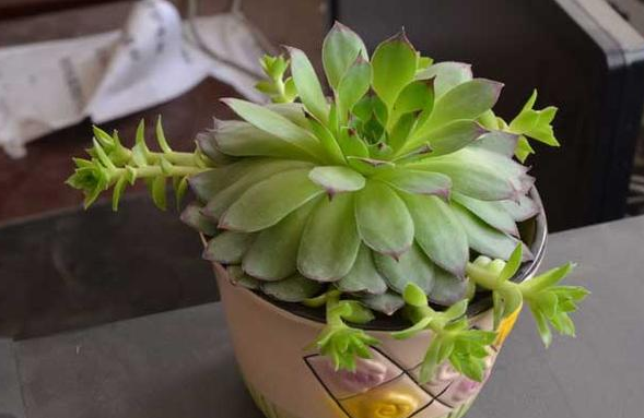 植物观音莲怎么养才能开花