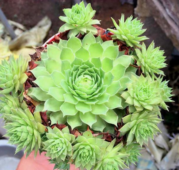 植物观音莲怎么养才能开花