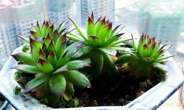 植物观音莲怎么养才能开花