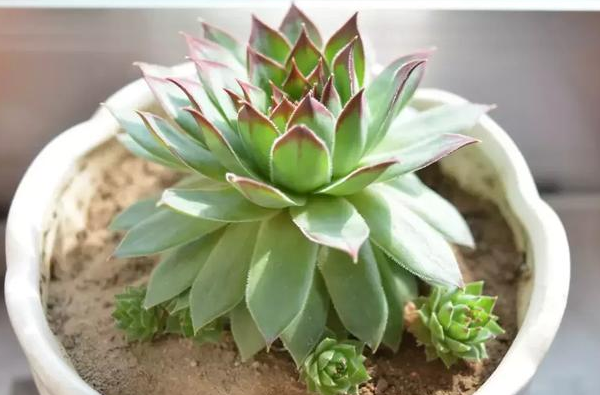 植物观音莲怎么养才能开花