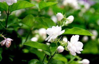 茉莉花栽培技术及方法 盆栽茉莉的养殖方法