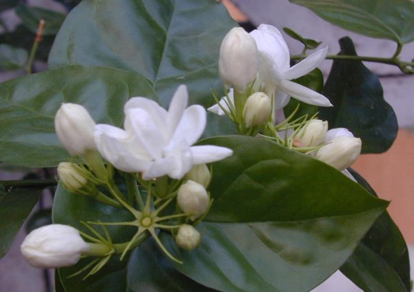 茉莉花栽培技术及方法