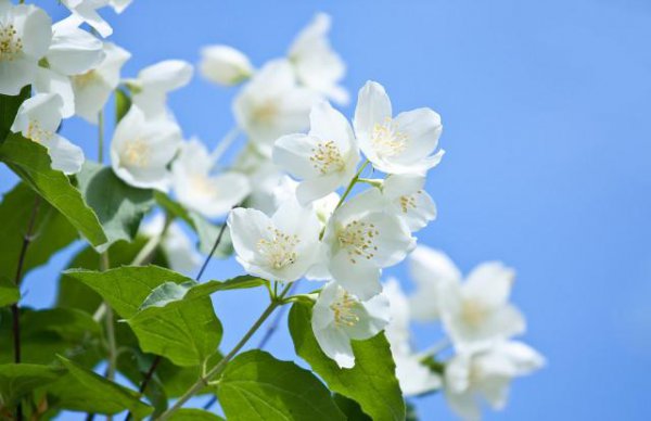 茉莉花栽培技术及方法