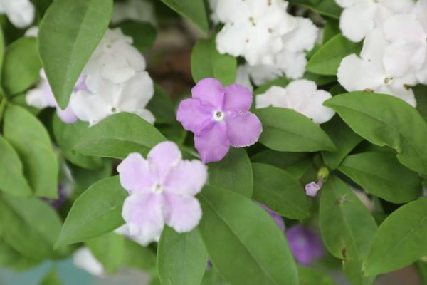 茉莉花栽培技术及方法