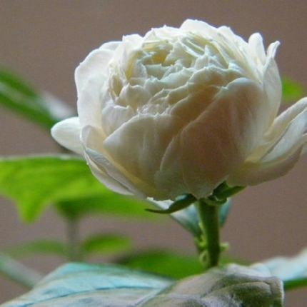 茉莉花栽培技术及方法