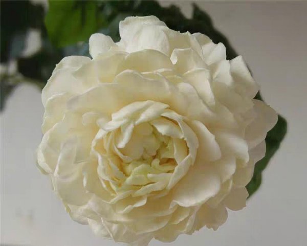 茉莉花栽培技术及方法