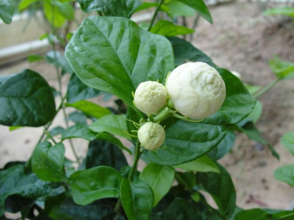 茉莉花栽培技术及方法