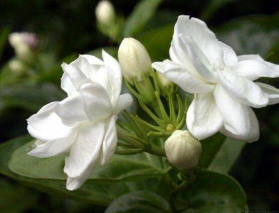 茉莉花多久开一次花期 茉莉花修剪方法及时间