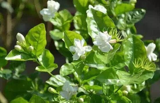 茉莉花多久开一次花期