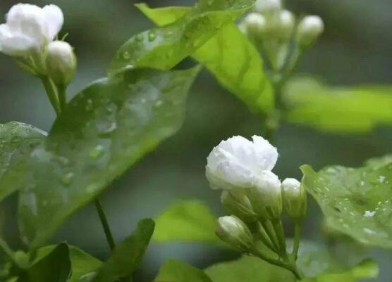 茉莉花多久开一次花期