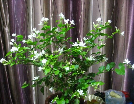 茉莉花多久开一次花期