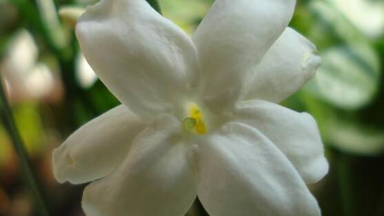 茉莉花多久开一次花期
