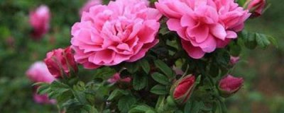 玫瑰花怎么养才长得好 玫瑰花养花技巧与方法