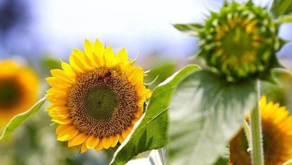 向日葵是什么季节开的