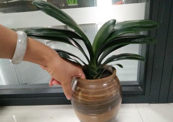 君子兰盆栽怎么养护和浇水