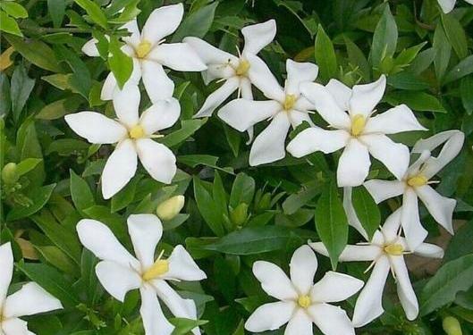 大叶栀子花和小叶栀子花哪个好