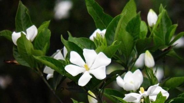 大叶栀子花和小叶栀子花哪个好