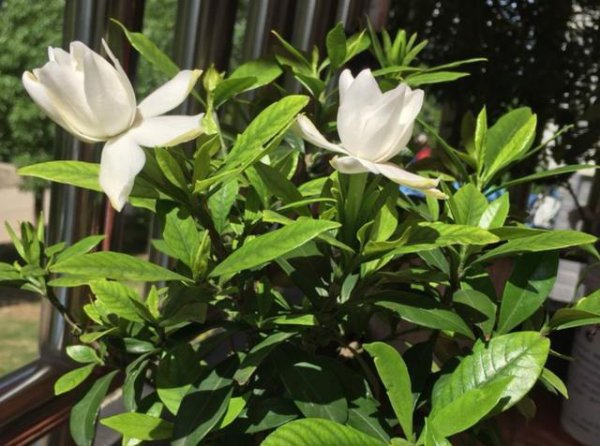 大叶栀子花和小叶栀子花哪个好
