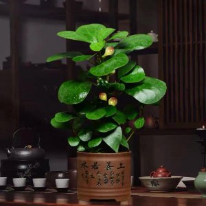 小盼菩提盆栽怎么养殖 菩提树对温度的要求
