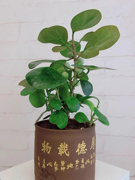 小盼菩提盆栽怎么养殖