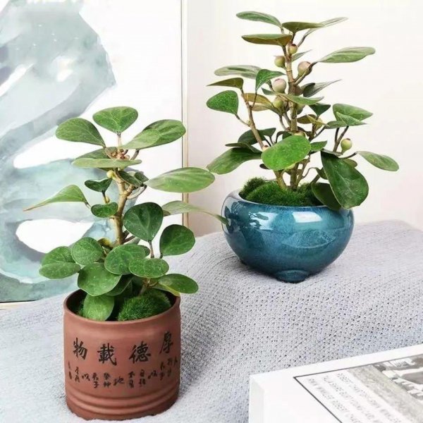 小盼菩提盆栽怎么养殖