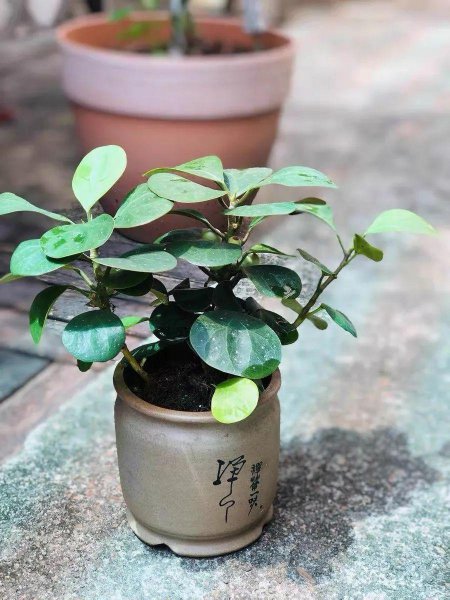 小盼菩提盆栽怎么养殖