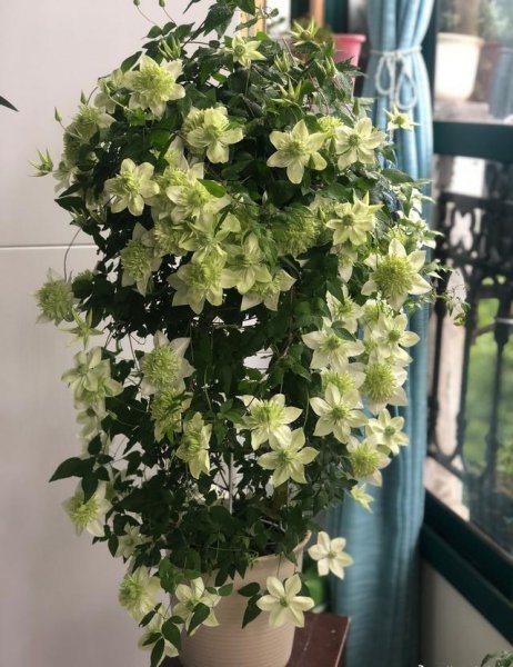 耐阴植物客厅有哪些