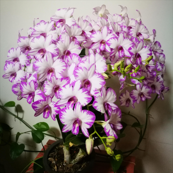 耐阴植物客厅有哪些