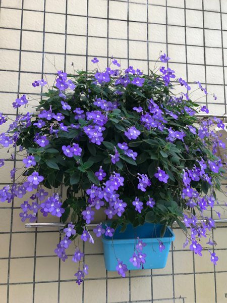 耐阴植物客厅有哪些