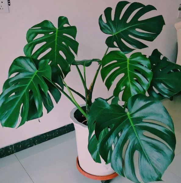 耐阴植物客厅有哪些
