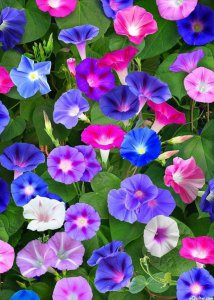 红色牵?；ǖ幕ㄓ锸鞘裁?各种花的花语及寓意花语大全