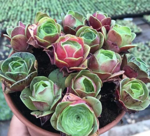 山地玫瑰开花了会死吗