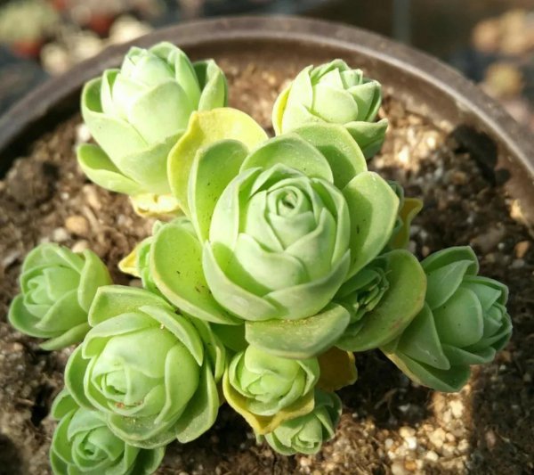 山地玫瑰开花了会死吗