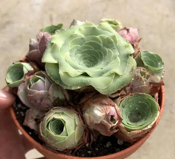 山地玫瑰开花了会死吗