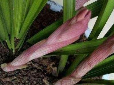 蕙兰怎么养能开花