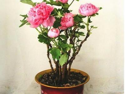 盆栽牡丹花如何种植