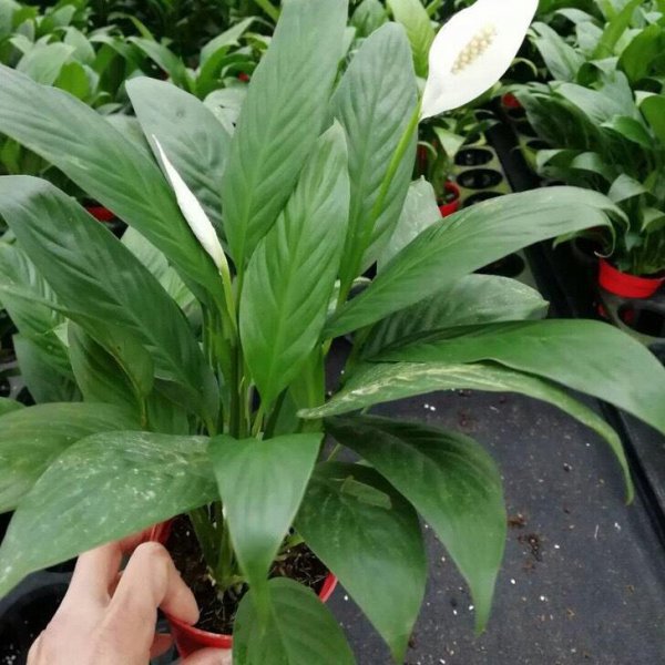 白掌怎样养殖