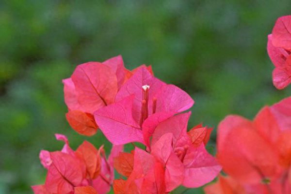 三角梅怎么养才能多开花