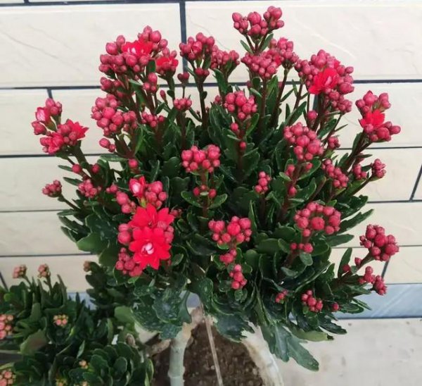家里客厅放什么绿植好养活