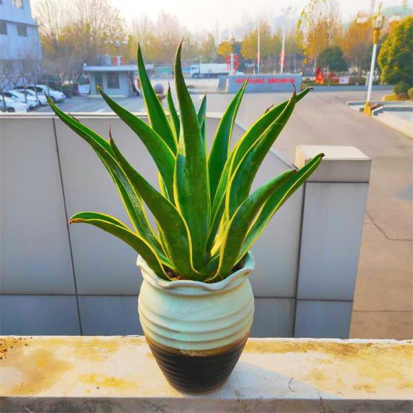 家里客厅放什么绿植好养活