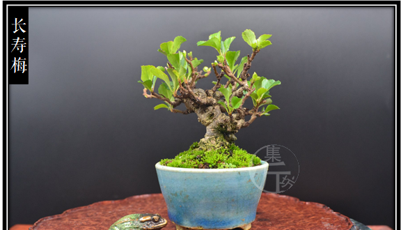 木瓜海棠盆景造型图片
