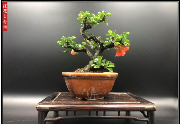 木瓜海棠盆景造型图片