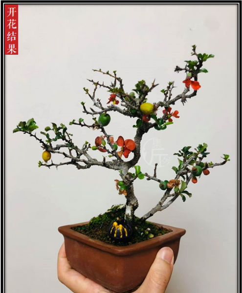 木瓜海棠盆景造型图片