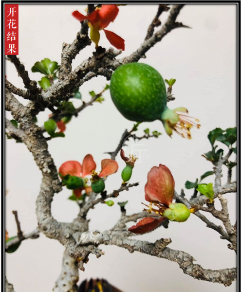 木瓜海棠盆景造型图片