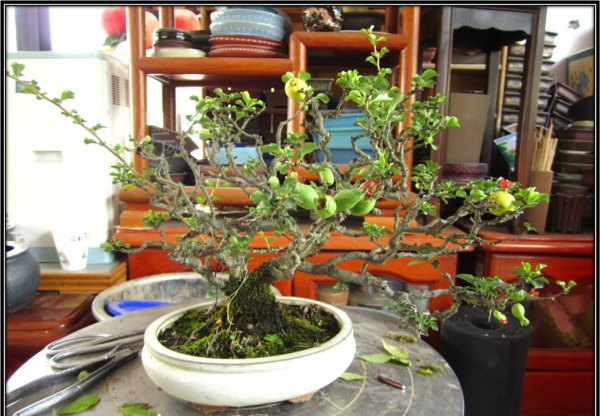 木瓜海棠盆景造型图片