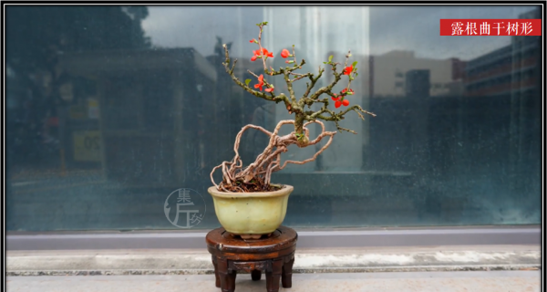 木瓜海棠盆景造型图片
