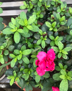 杜鹃花的外形是什么样的 杜鹃花的样子和特点描写